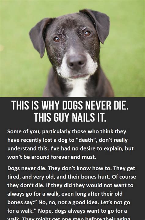 Dog Death Meme