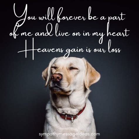 Dog Death Quotes