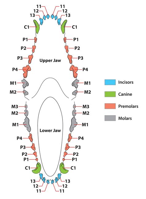 Dog Dentition Chart