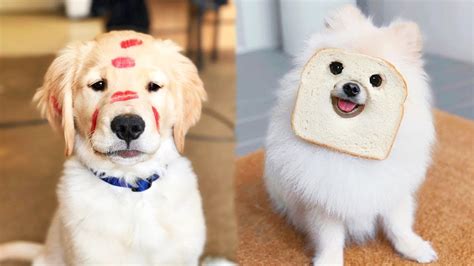 Dog Doing Silly Things