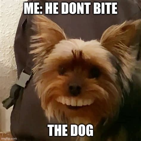 Dog Dont Bite Meme