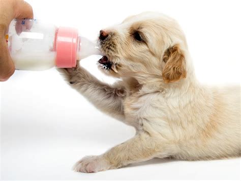 Dog Drink