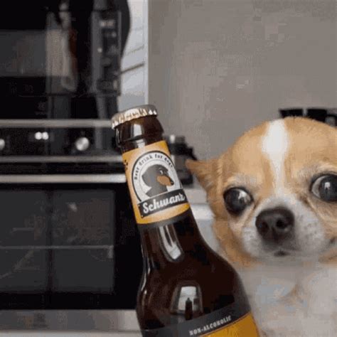 Dog Drinking Meme