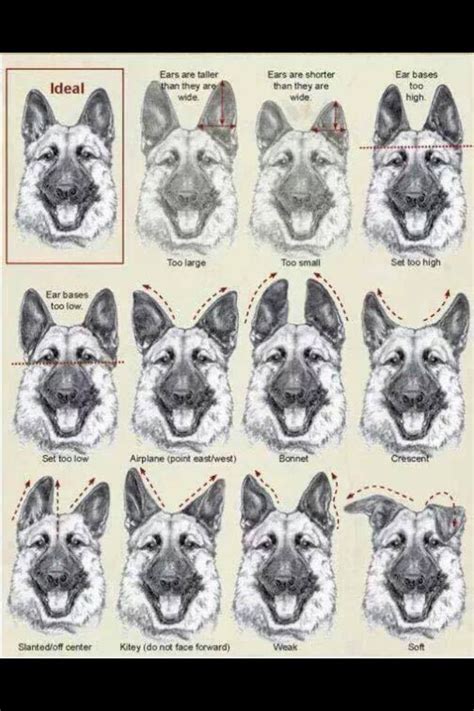 Dog Ear Language Chart