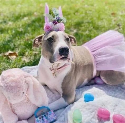 Dog Easter Outfits