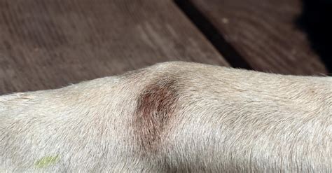 Prevent and Treat Dog Elbow Skin Irritation with These Tips