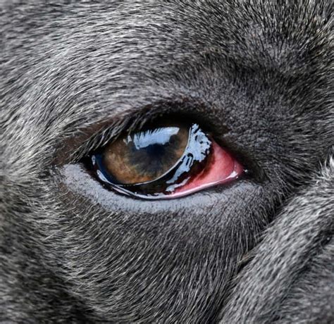 Red and Swollen Eye in Dogs: Causes, Symptoms and Treatment Options
