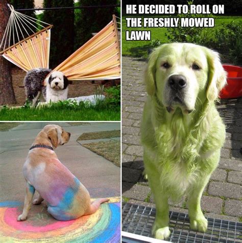 Dog Fail Meme