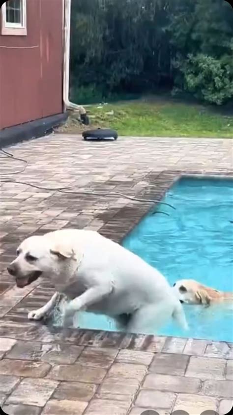 Dog Fails xd83d;xdc36; Dogs Failing at Being Dogs [Funny Pets] YouTube