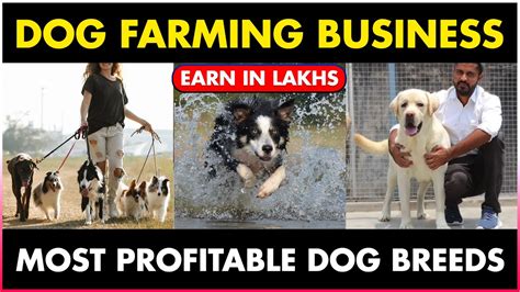 Dog Farming Business