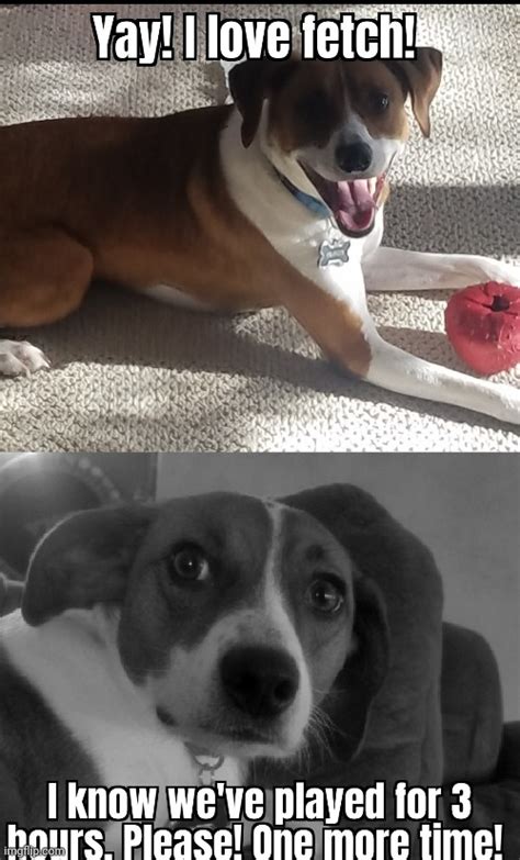 Dog Fetch Meme