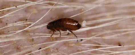 Dog Flea Image