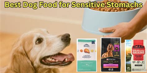 Soothe Your Best Friend's Tummy Troubles with Our Gentle Dog Food for Sensitive Stomachs