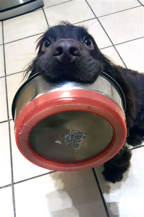 Dog Food Meme