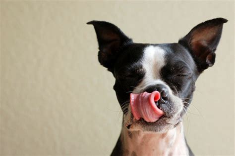 Dog Food Recall