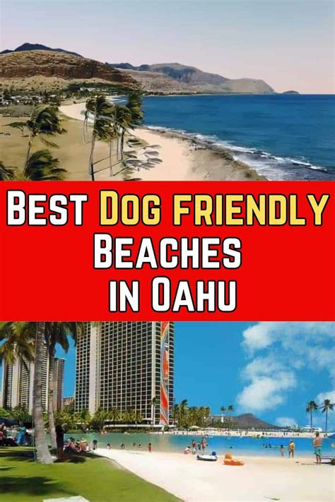 Oahu's Dog-Friendly Beaches - Hawaii Real Estate Market & Trends