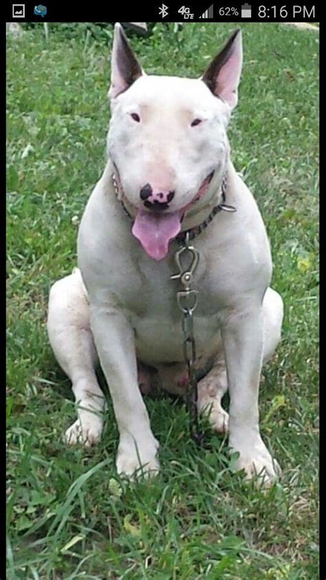 Chico, the loviest love bug. BullTerrier