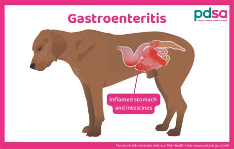Dog Gastroenteritis PetHelpful
