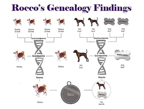 Dog Gene Test