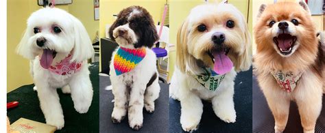 Pamper Your Pooch in Style with Dog Gone Beautiful: The Ultimate Grooming Destination