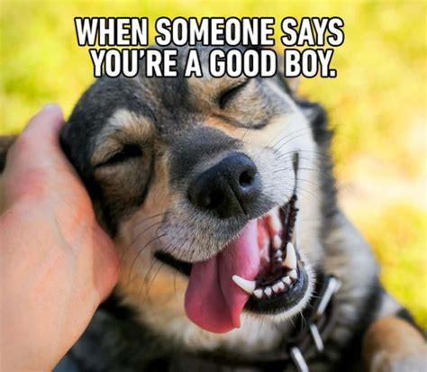 Dog Good Boy Meme