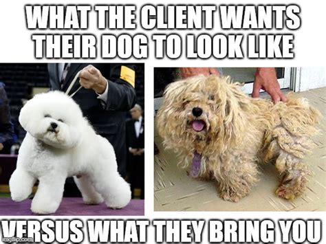 Dog Grooming Meme