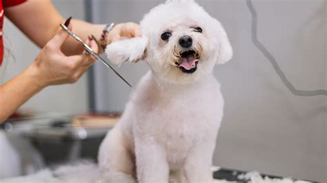 Dog Grooming Temecula