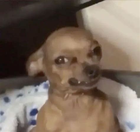 Dog Growling Meme