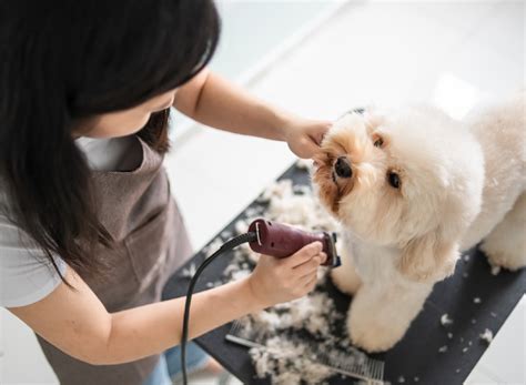 Dog Haircut
