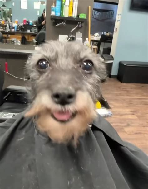 Dog Haircut Meme