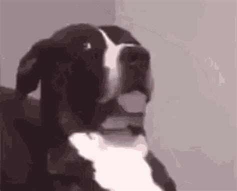 Dog Head Tilt Meme
