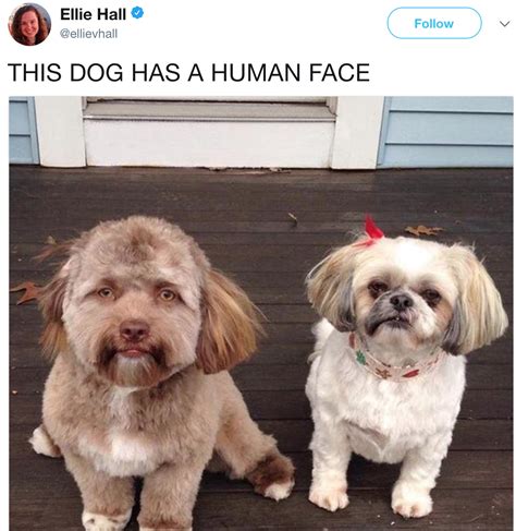 Dog Human Meme