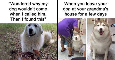 Dog Humor Funny Memes
