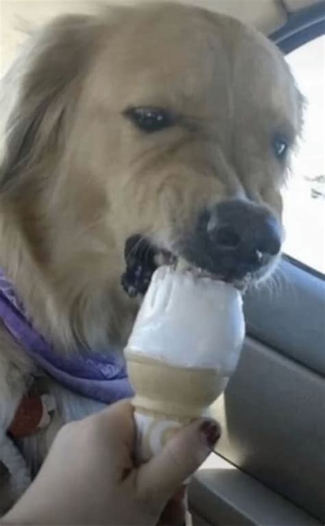 Dog Ice Cream Meme