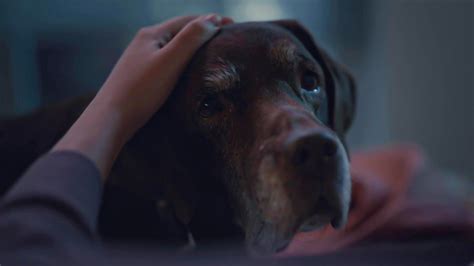 Dog In Commercial