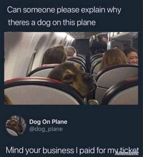 Dog In Plane Meme