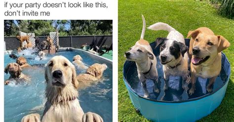 Dog In Pool Meme