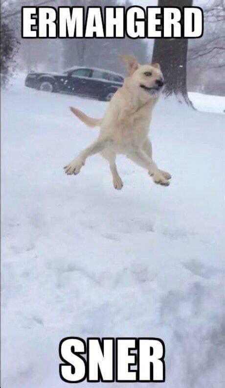 Dog In Snow Meme