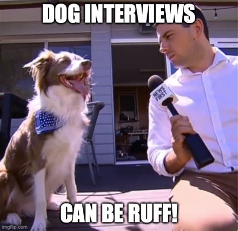 Dog Interview Meme
