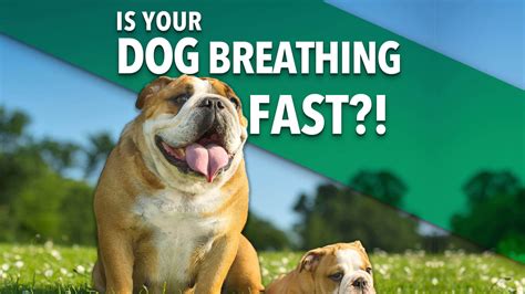 Dog Is Breathing Fast