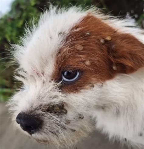 Dog Is Covered In Ticks