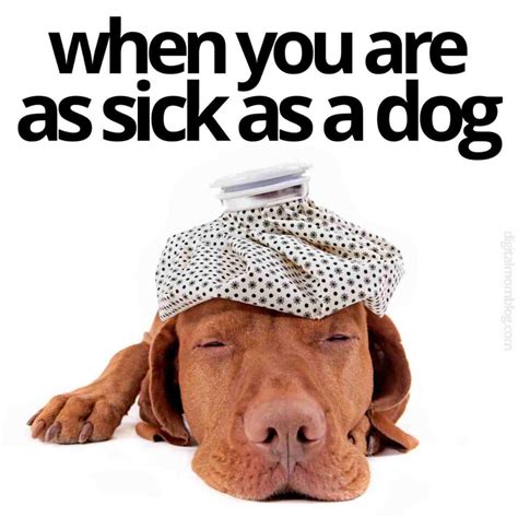 Dog Is Sick Meme
