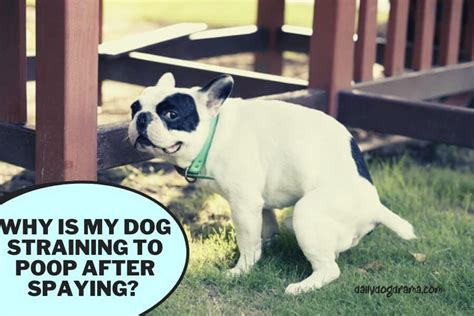 8 Tips to Help Your Dog Struggling to Poop – Understanding and Managing the Symptoms for Better Health.