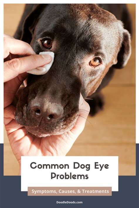 Dog Issues