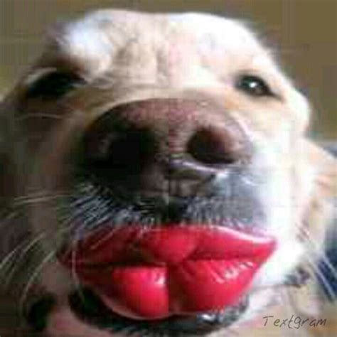 Dog Kiss Meme