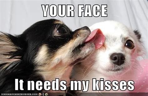 Dog Kisses Meme