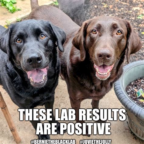 Dog Lab Meme