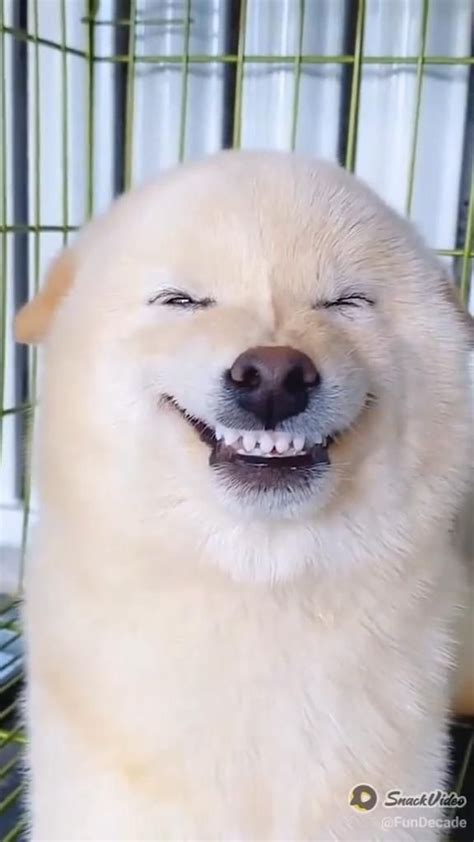 Dog Laughing Meme