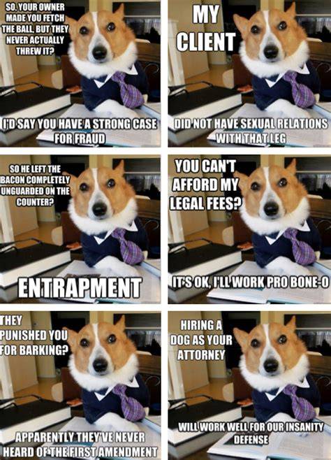 Dog Lawyer Meme