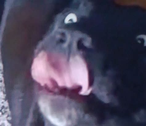 Dog Licking Lips Meme